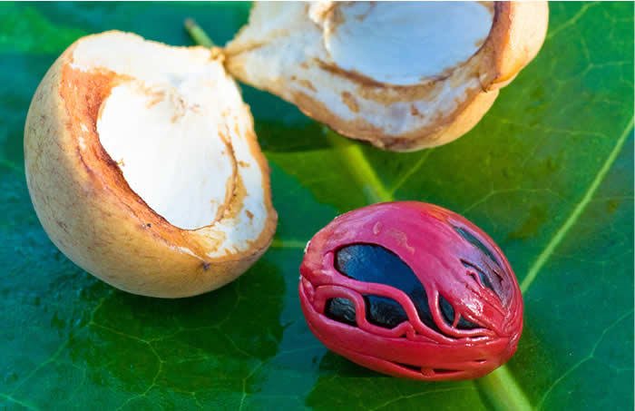 Macis, arillo della noce moscata